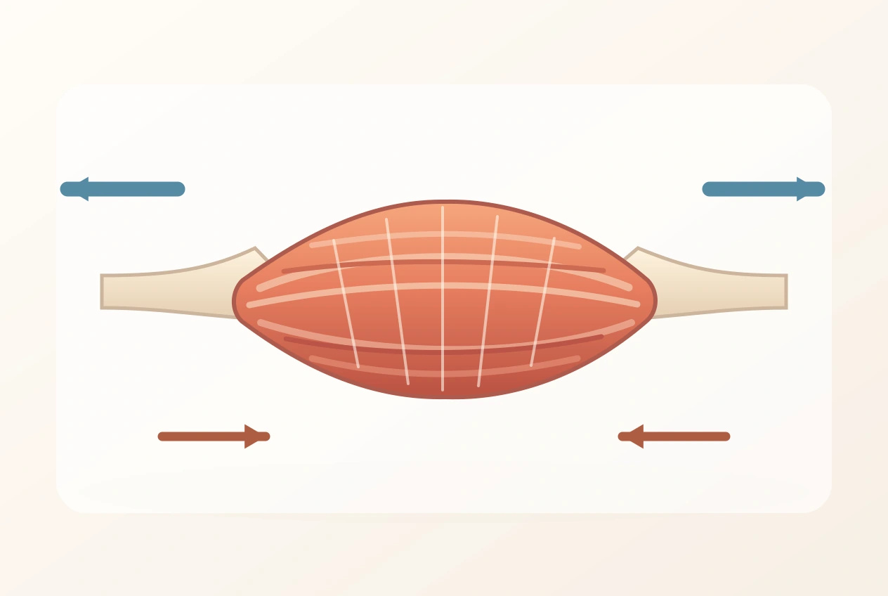 筋肉の両端を引き離す方向と、筋肉が発揮する張力の方向を矢印で示した模式図